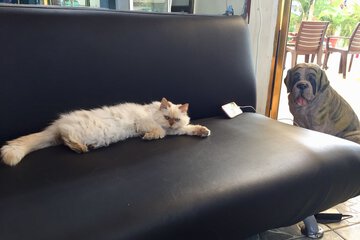 Pet-friendly