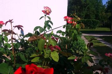 Photo 29