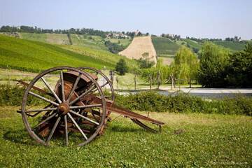 Vineyard
