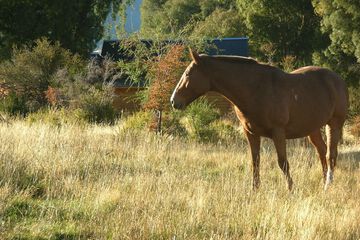 Horseback riding