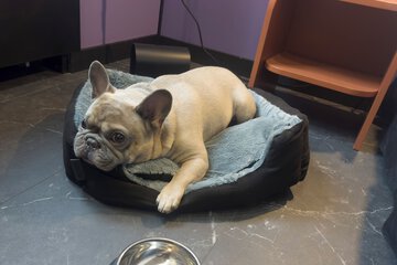 Pet-friendly