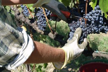 Vineyard
