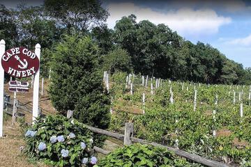 Winery