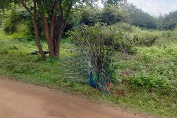 Safari