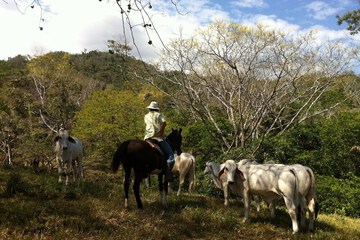 Horseback riding
