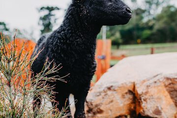 Pet-friendly amenities