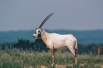 Game viewing