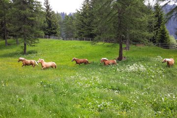 Horseback riding