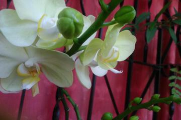 Photo 51