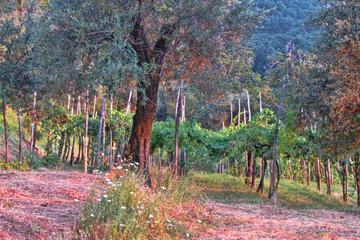 Vineyard