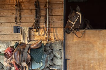 Horseback riding