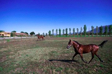 Horseback riding