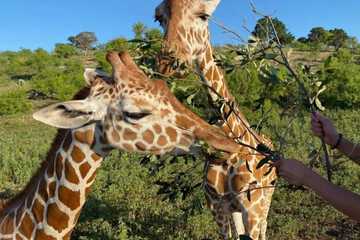 Game viewing
