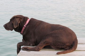 Pet-friendly