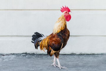 Land view from property