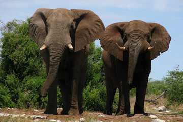 Game viewing