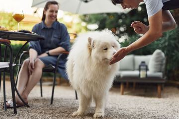 Pet-friendly