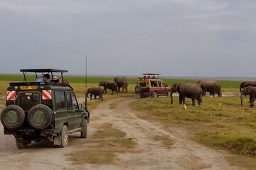 Safari