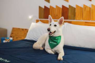 Pet-friendly amenities