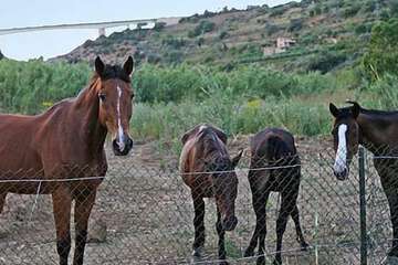 Horseback riding