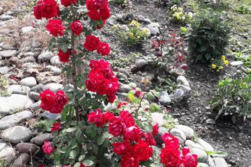 Photo 33
