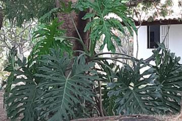 Photo 43