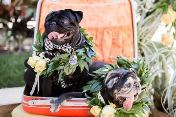 Pet Friendly 85 of 90