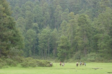 Horseback riding