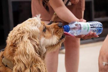 Pet-friendly