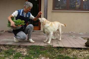 Pet-friendly