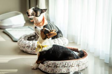 Pet-friendly