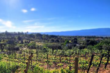 Vineyard