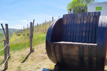 Vineyard view