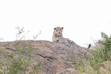 Safari