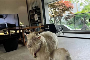 Pet-friendly