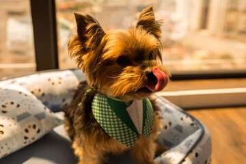 Pet-friendly amenities