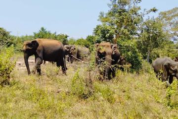 Safari