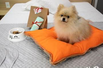 Pet-friendly amenities