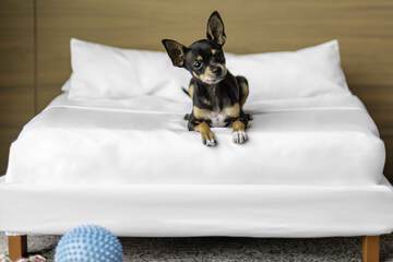 Pet-friendly