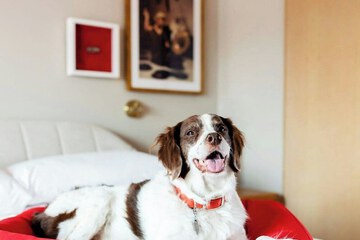 Pet-friendly
