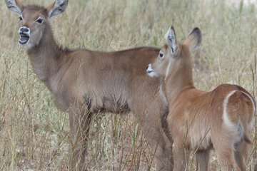 Game viewing