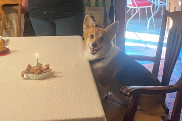 Pet-friendly
