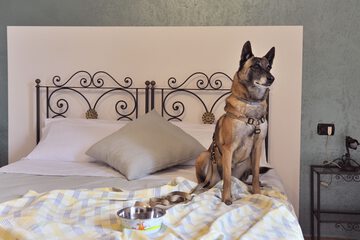 Pet-friendly