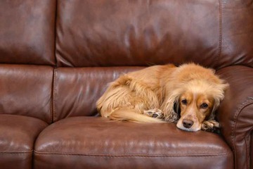 Pet-friendly