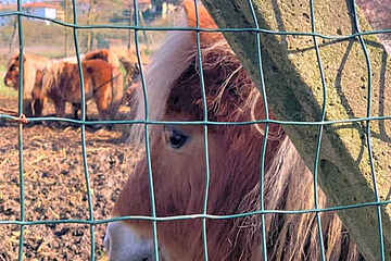 Photo 46
