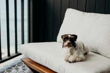 Pet-friendly