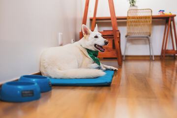 Pet-friendly amenities