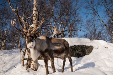 Game viewing