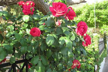 Photo 25