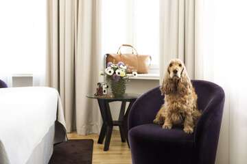 Pet-friendly